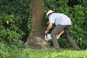 Wiebe Baas Boomverzorging - Boomverzorging Utrecht